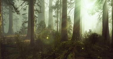 Ambient CGI Sunlight filtering through tall trees in a serene forest at dawn video