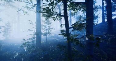 Scenic CGI Misty forest landscape with sunlight filtering through trees in morning video
