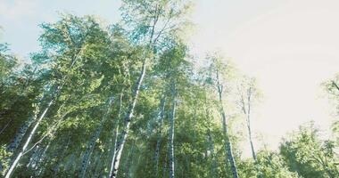 Dramatic CGI Sunlight filtering through tall trees in a serene forest landscape video