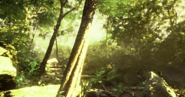 CGI forest landscape with sunlight filtering through the trees video