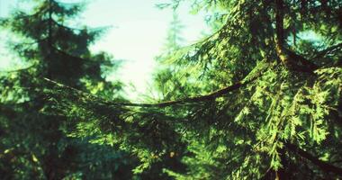 Mountained-themed CGI Lush green forest with sunlight filtering through the trees at midday video