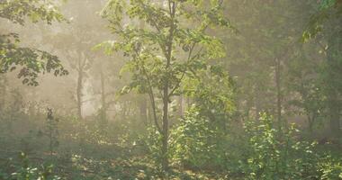 CGI Morning sunlight filters through trees in a tranquil forest setting video