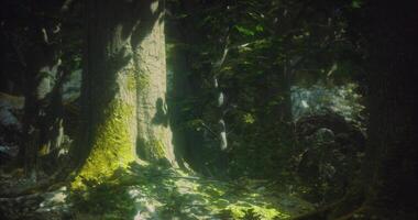 Tranquil CGI Light filtering through trees creates a serene atmosphere in a forest video
