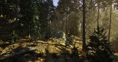 CGI through trees in a serene forest video