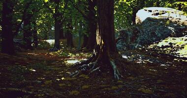 Enhanced CGI Lush forest path with sunlight filtering through the trees at midday video