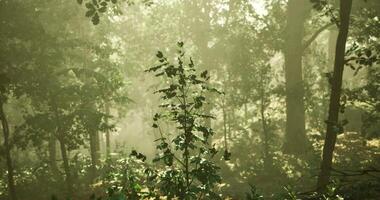 CGI Lush green foliage illuminated by soft sunlight in a serene forest environment video