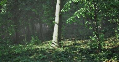Ambient CGI Lush green forest scene with sunlight filtering through the trees video