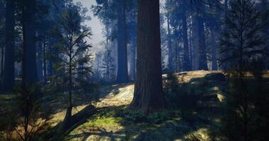 Conceptual CGI Misty forest landscape with towering trees and soft sunlight filtering through video