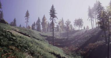 Calm CGI Misty forest landscape with sunlight filtering through tall trees video