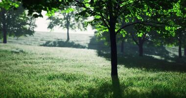 CGI green forest with sunlight filtering through trees in a tranquil setting video
