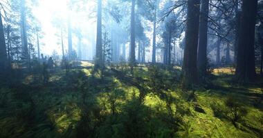 Surreal CGI Lush forest landscape with sunlight filtering through tall trees video