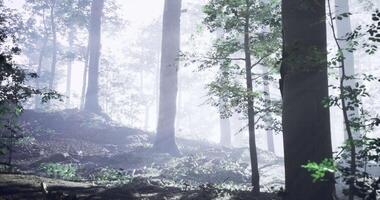 Realistic CGI Misty forest landscape with tall trees and soft sunlight filtering through video