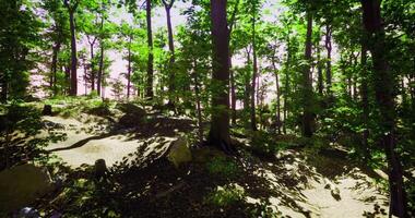 CGI Lush green forest with sunlight filtering through trees during daytime video