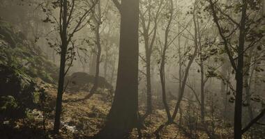 Atmospheric CGI Misty forest landscape with tall trees and soft sunlight in the morning video