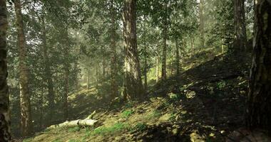 Dreamlike CGI Lush green forest with sunlight filtering through trees in the morning video