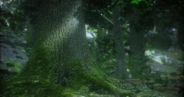 CGI Moss covered tree trunk in a lush forest during daylight hours video
