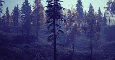 Surreal CGI Misty morning in a serene forest with tall trees and soft sunlight video
