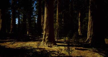Conceptual CGI Sunlight filtering through tall trees in a serene forest landscape video