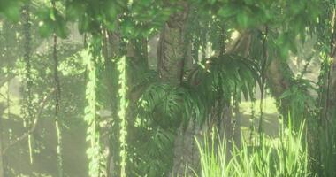 Nature CGI Lush rainforest with dense foliage and sunlight filtering through trees video