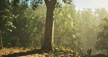 Immersive CGI Majestic tree surrounded by lush greenery in a tranquil forest setting video