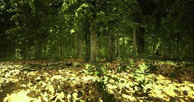 CGI Forest landscape with sunlight filtering through trees during autumn video
