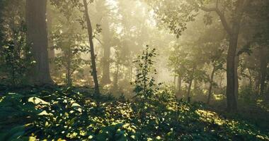 Scenic CGI Morning light filters through trees in a serene forest setting video