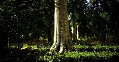 Enhanced CGI Majestic tree surrounded by lush greenery in a serene forest setting video
