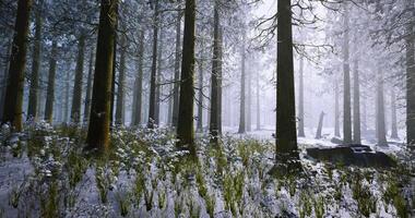 Stunning CGI Misty winter forest with snow covered ground and tall evergreen trees video