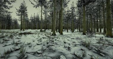 Enhanced CGI Winter landscape with snow covered trees in a serene forest setting video