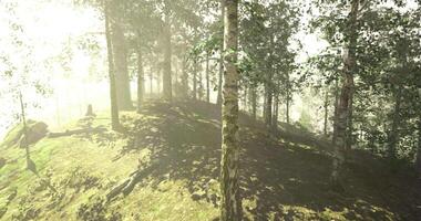Sunlight CGI Serene forest landscape with sunlight filtering through trees at dawn video