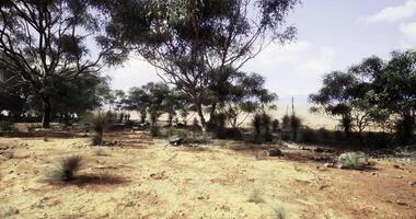 CGI Desert landscape with sparse vegetation video