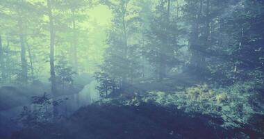 Cinematic CGI Misty forest landscape with soft sunlight filtering through trees video