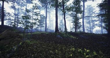 Scenic CGI Misty forest landscape with tall trees and soft sunlight filtering through video