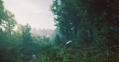 Stunning CGI Misty forest landscape with sunlight filtering through trees at dawn video