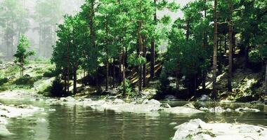 Surreal CGI Serene riverbank surrounded by lush green trees in a tranquil forest setting video