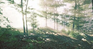 Scenic CGI Soft sunlight filters through trees in a tranquil forest setting video