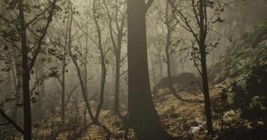 CGI forest landscape with tall trees and soft sunlight filtering through video