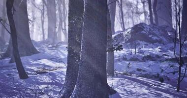 Immersive CGI Winter landscape with tall trees and soft snow in a serene forest setting video