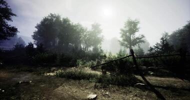 Enhanced CGI Misty forest landscape with sunlight filtering through trees at dawn video