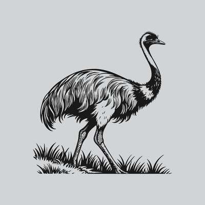 Wildlife Sketch Emu in Grass