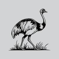 Black and White Emu Illustration vector