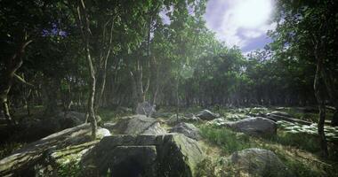 Beautiful CGI Lush forest landscape with sunlight filtering through the trees video