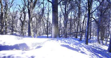Beautiful CGI Winter landscape with snow covered trees in a serene forest setting video