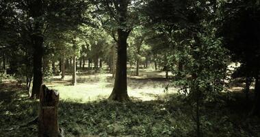 CGI green forest landscape with sunlight filtering through the trees video