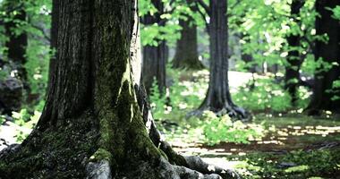 Majestic CGI Lush green forest with sunlight filtering through trees in a serene setting video