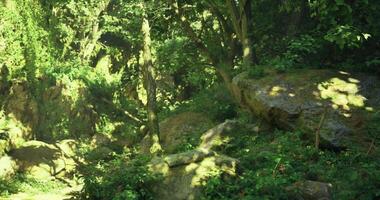 Tranquil CGI Lush green forest with sunlight filtering through trees in early morning video