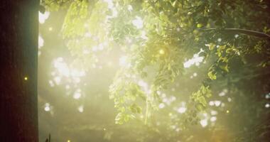A Scenic CGI Sunlight filtering through lush green leaves in a serene forest setting video