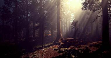 Gentle CGI Sunlight filtering through dense forest trees during early morning hours video