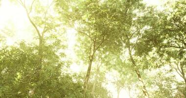 Vibrant concept of CGI Sunlight filtering through lush green foliage in a serene forest setting video