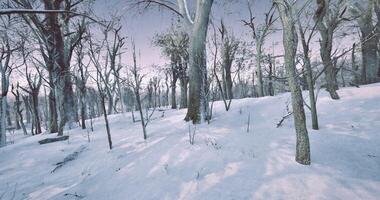Enhanced view CGI Winter landscape with snow covered trees in a serene forest setting video